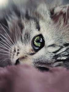 Preview wallpaper kitty, face, eyes, cute, look
