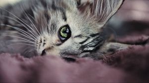 Preview wallpaper kitty, face, eyes, cute, look