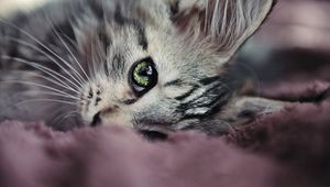 Preview wallpaper kitty, face, eyes, cute, look