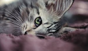 Preview wallpaper kitty, face, eyes, cute, look