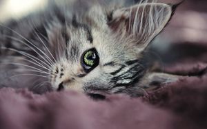Preview wallpaper kitty, face, eyes, cute, look