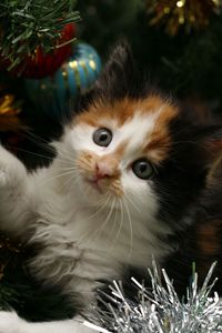 Preview wallpaper kitty, face, spotted, tree, christmas, christmas decorations