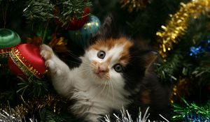 Preview wallpaper kitty, face, spotted, tree, christmas, christmas decorations