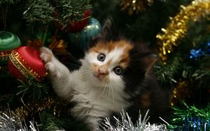 Preview wallpaper kitty, face, spotted, tree, christmas, christmas decorations