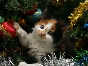 Preview wallpaper kitty, face, spotted, tree, christmas, christmas decorations