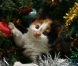 Preview wallpaper kitty, face, spotted, tree, christmas, christmas decorations