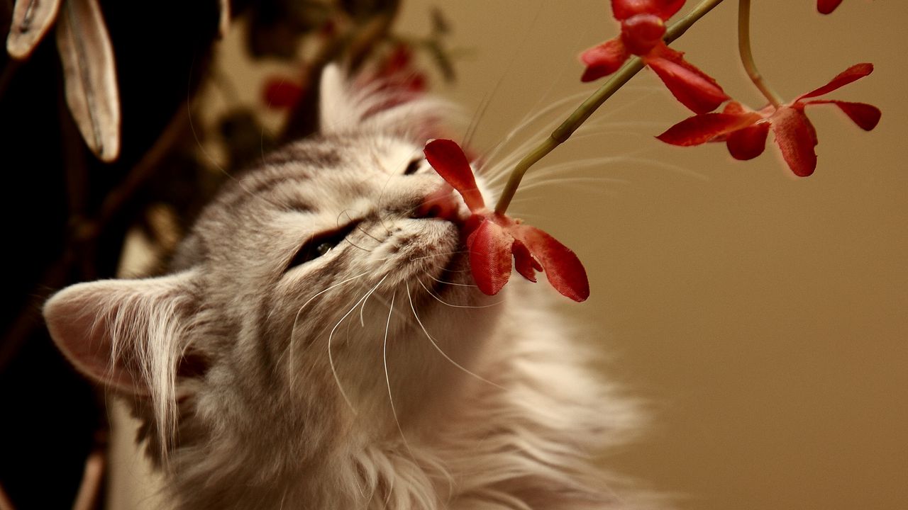 Wallpaper kitty, flower, smell