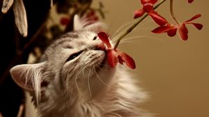 Preview wallpaper kitty, flower, smell