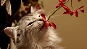 Preview wallpaper kitty, flower, smell