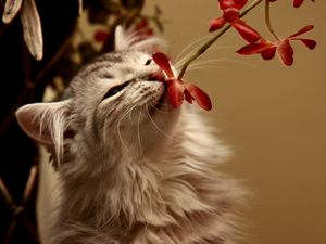 Preview wallpaper kitty, flower, smell
