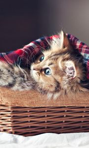 Preview wallpaper kitty, fluffy, basket, blanket, shelter