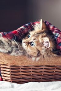 Preview wallpaper kitty, fluffy, basket, blanket, shelter