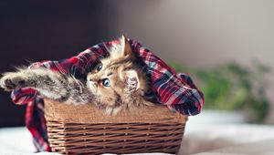 Preview wallpaper kitty, fluffy, basket, blanket, shelter