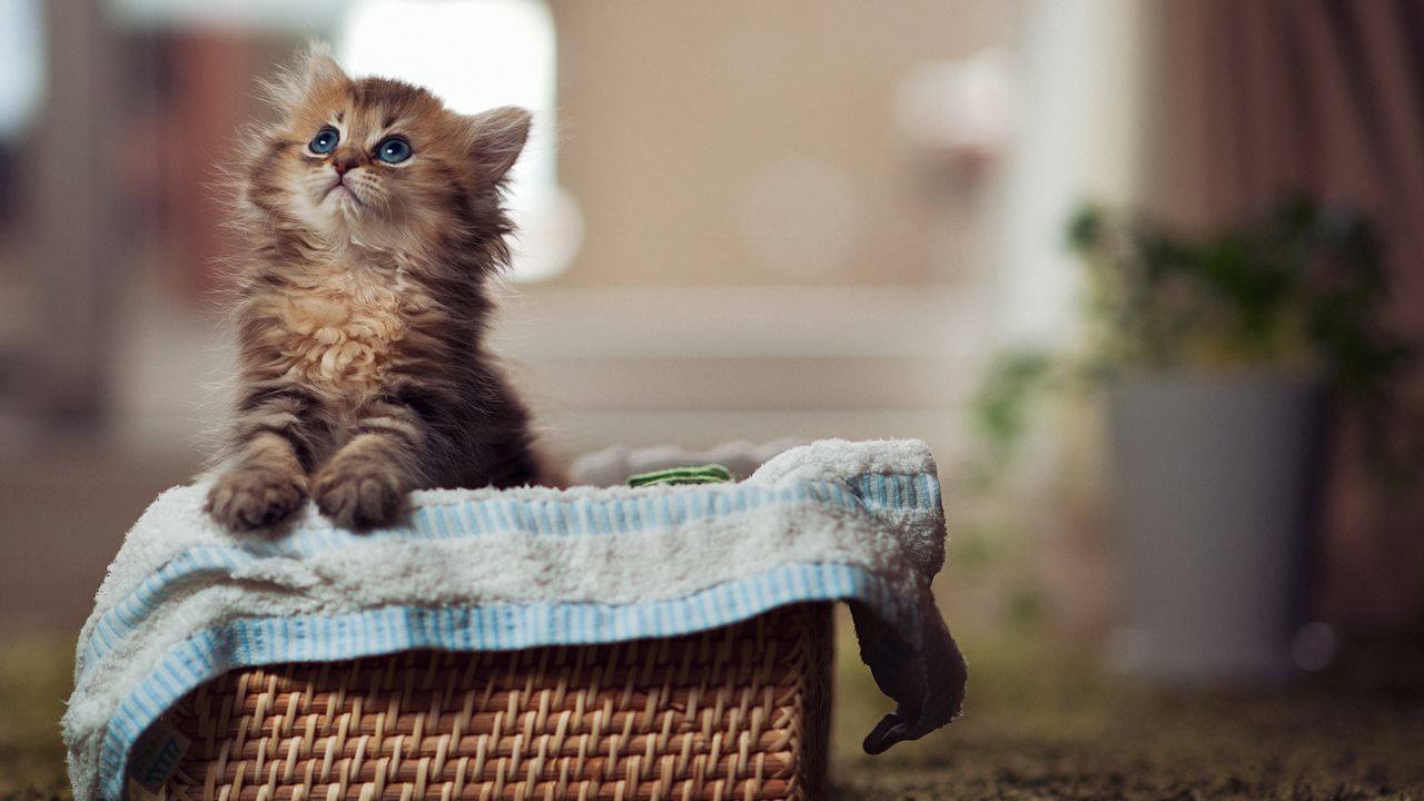 Wallpaper kitty, fluffy, basket, material, curiosity, watch