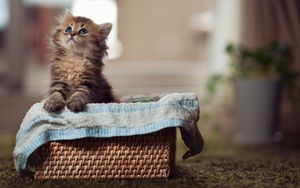 Preview wallpaper kitty, fluffy, basket, material, curiosity, watch