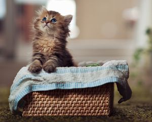 Preview wallpaper kitty, fluffy, basket, material, curiosity, watch