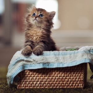 Preview wallpaper kitty, fluffy, basket, material, curiosity, watch