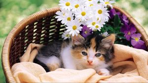 Preview wallpaper kitty, fluffy, basket, lie, flowers