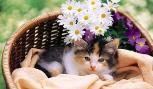 Preview wallpaper kitty, fluffy, basket, lie, flowers