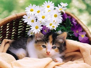 Preview wallpaper kitty, fluffy, basket, lie, flowers