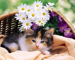 Preview wallpaper kitty, fluffy, basket, lie, flowers