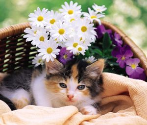 Preview wallpaper kitty, fluffy, basket, lie, flowers