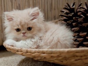 Preview wallpaper kitty, fluffy, basket, bumps