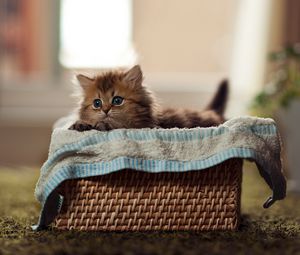 Preview wallpaper kitty, fluffy, basket, material