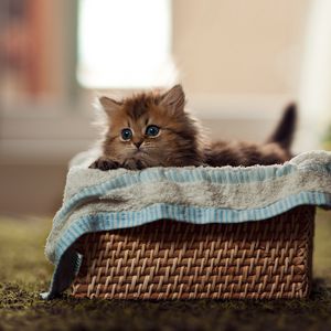 Preview wallpaper kitty, fluffy, basket, material