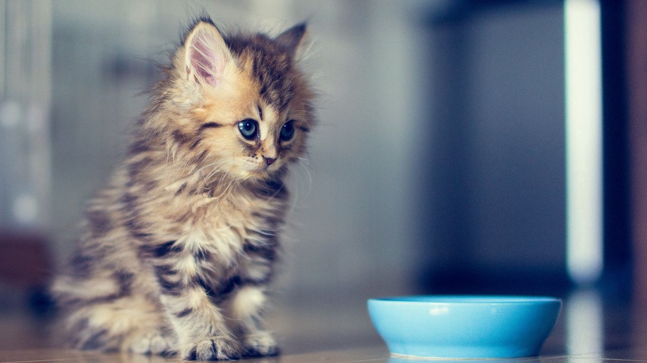 Wallpaper kitty, fluffy, bowl, look