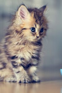 Preview wallpaper kitty, fluffy, bowl, look