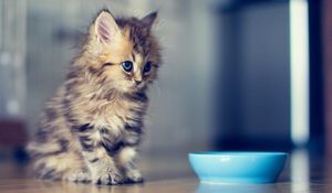 Preview wallpaper kitty, fluffy, bowl, look