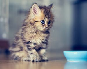 Preview wallpaper kitty, fluffy, bowl, look