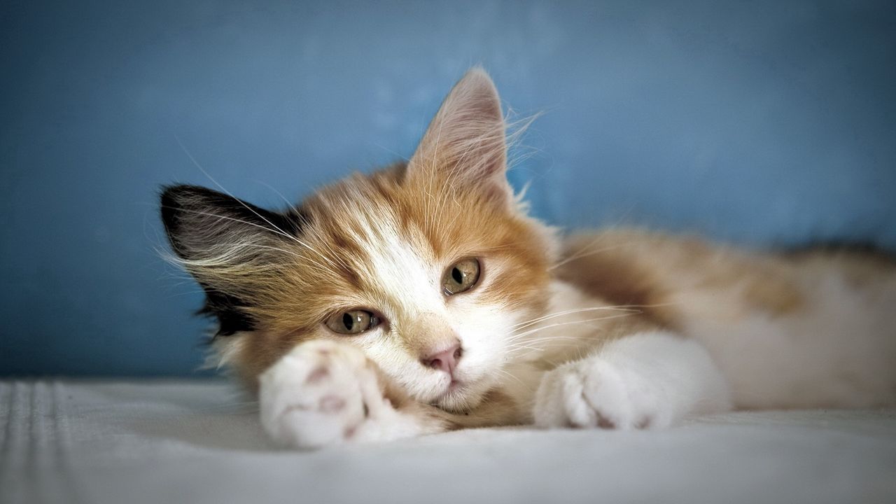 Wallpaper kitty, fluffy, down, paw
