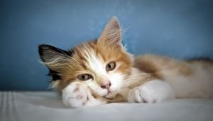 Preview wallpaper kitty, fluffy, down, paw