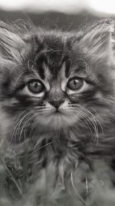 Preview wallpaper kitty, fluffy, face, grass, hide, black and white