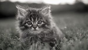 Preview wallpaper kitty, fluffy, face, grass, hide, black and white