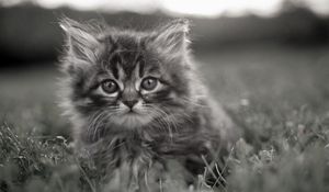 Preview wallpaper kitty, fluffy, face, grass, hide, black and white