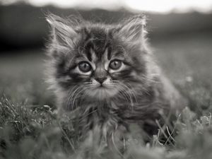 Preview wallpaper kitty, fluffy, face, grass, hide, black and white