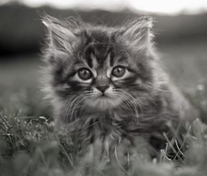 Preview wallpaper kitty, fluffy, face, grass, hide, black and white