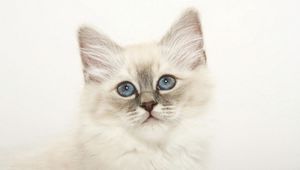 Preview wallpaper kitty, fluffy, face, light