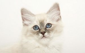 Preview wallpaper kitty, fluffy, face, light