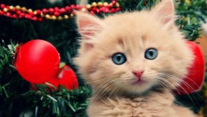 Preview wallpaper kitty, fluffy, face, tree, christmas decorations