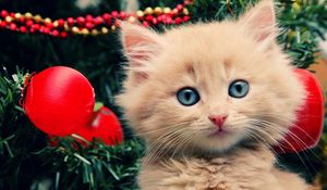 Preview wallpaper kitty, fluffy, face, tree, christmas decorations