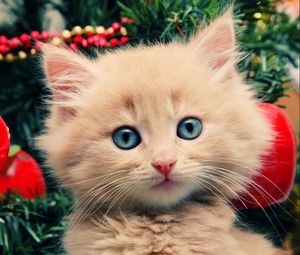 Preview wallpaper kitty, fluffy, face, tree, christmas decorations
