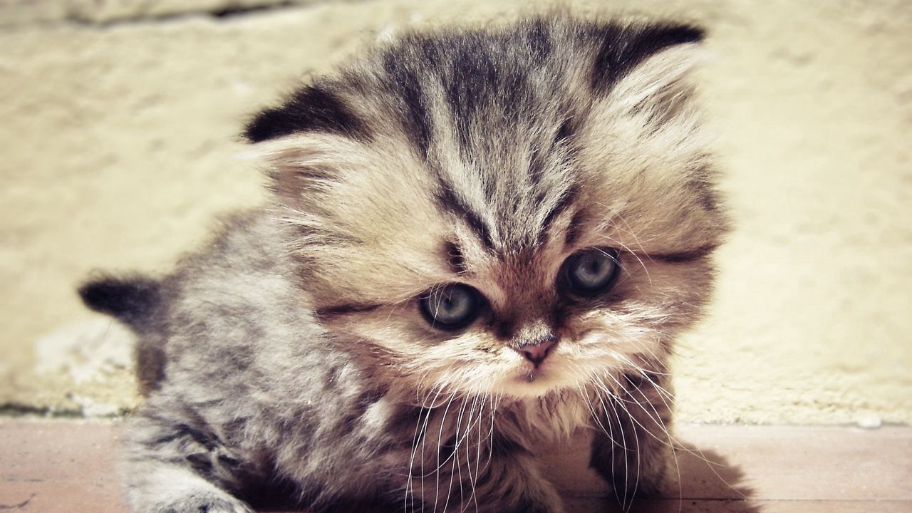Wallpaper kitty, fluffy, face, cute, look