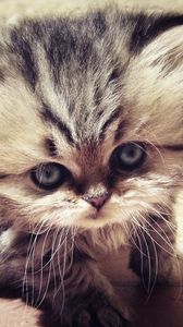 Preview wallpaper kitty, fluffy, face, cute, look