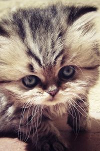 Preview wallpaper kitty, fluffy, face, cute, look
