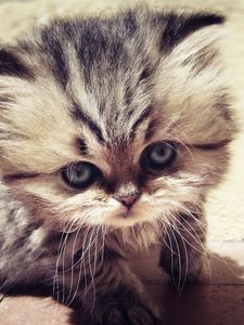 Preview wallpaper kitty, fluffy, face, cute, look