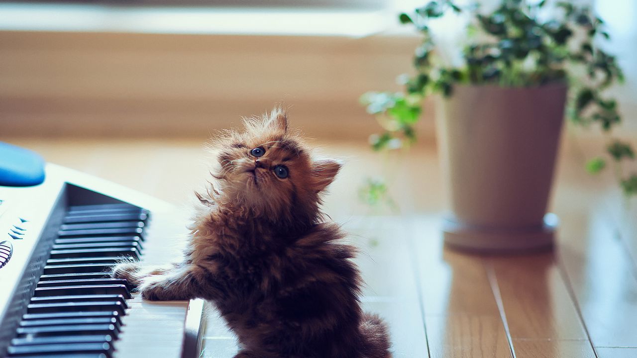 Wallpaper kitty, fluffy, floors, keyboards, synthesizer, sit, playful